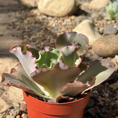 Echeveria 'Giant Ruffles' - 8 Inch Assorted - Succulent - DesertScapeSucculent