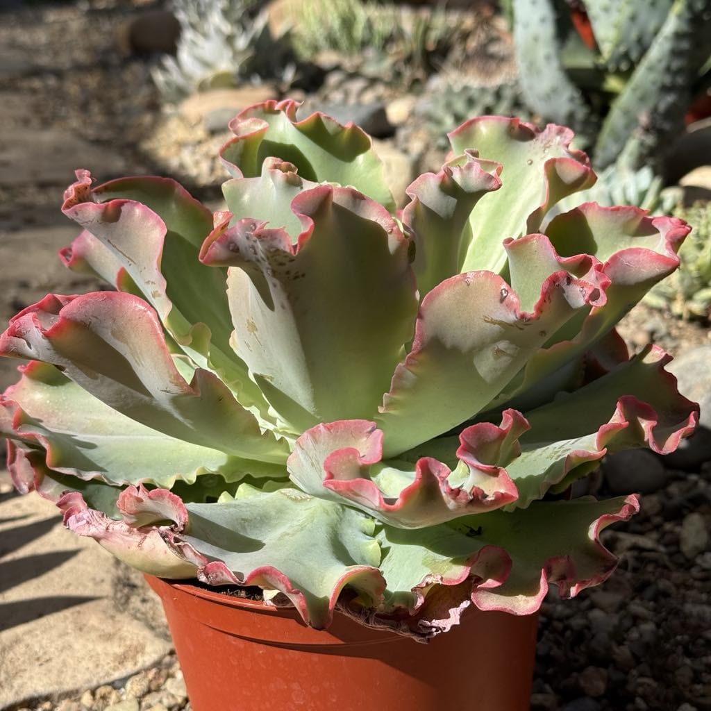 Echeveria 'Giant Ruffles' - 8 Inch Assorted - Succulent - DesertScapeSucculent