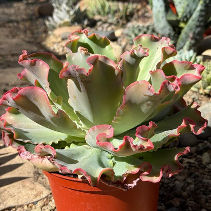 Echeveria 'Giant Ruffles' - 8 Inch Assorted - Succulent - DesertScapeSucculent