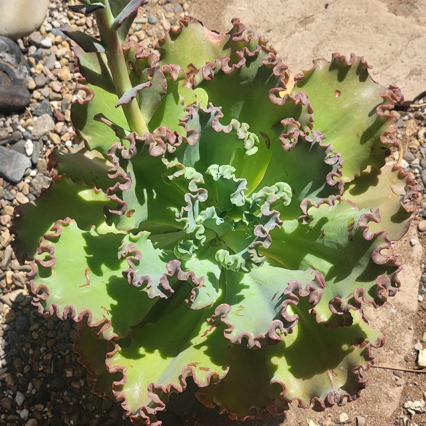 Echeveria 'Giant Ruffles' - 8 Inch Assorted - Succulent - DesertScapeSucculent