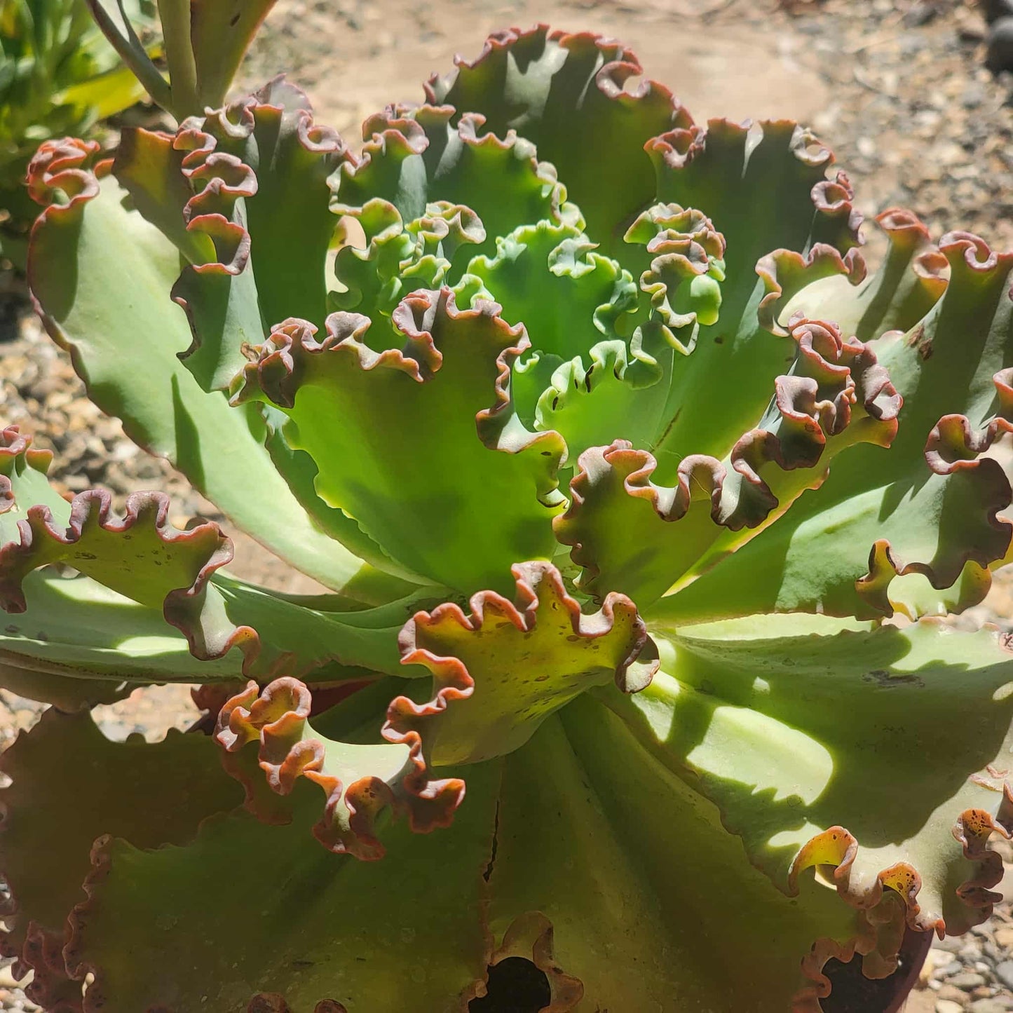succulent with ruffled leaves Echeveria 'Giant Ruffles' – DesertScapeSucculent