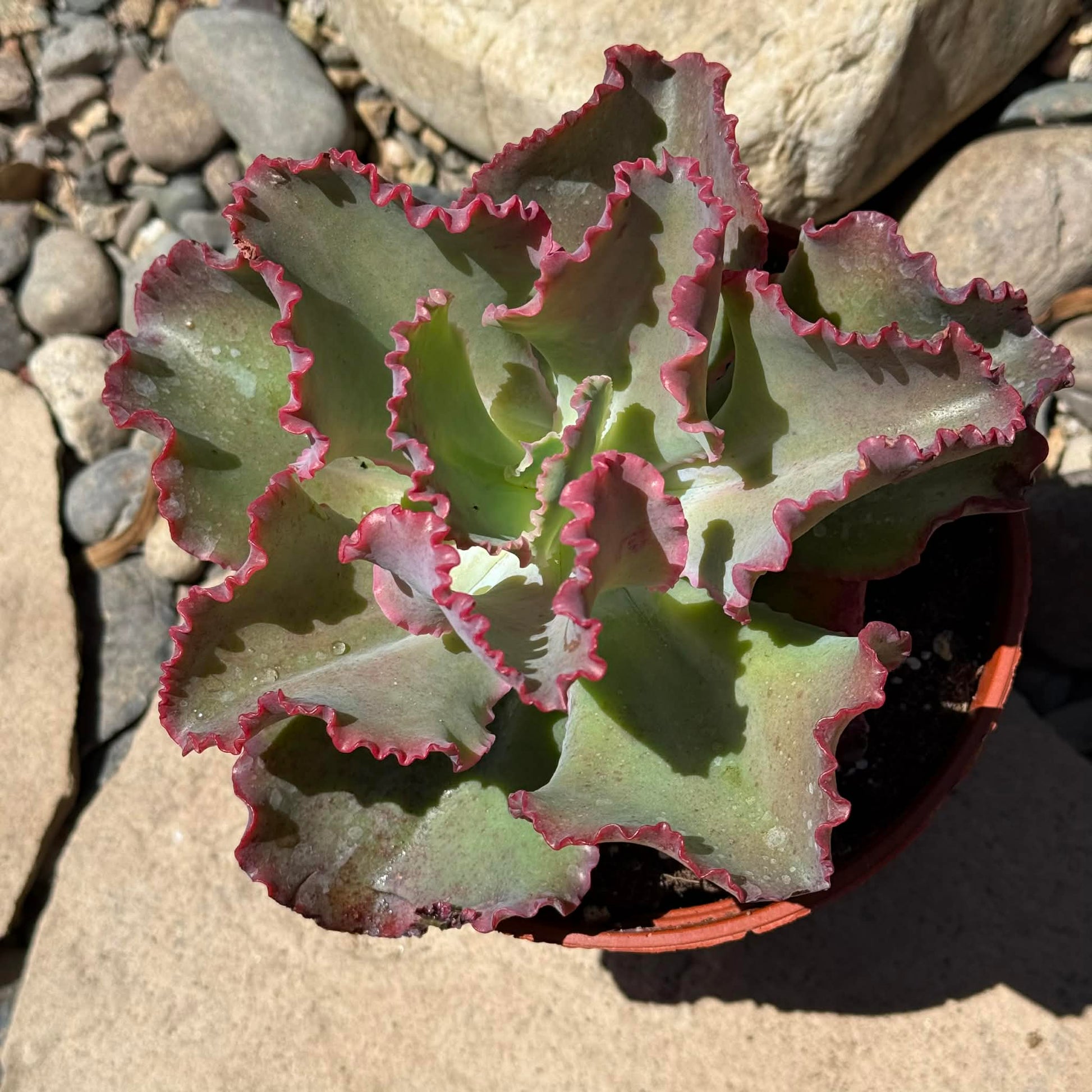 DesertScapeSucculent Succulent Echeveria 'Giant Ruffles'