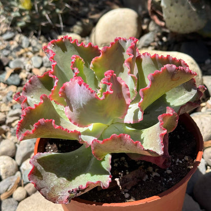 DesertScapeSucculent Succulent Echeveria 'Giant Ruffles'