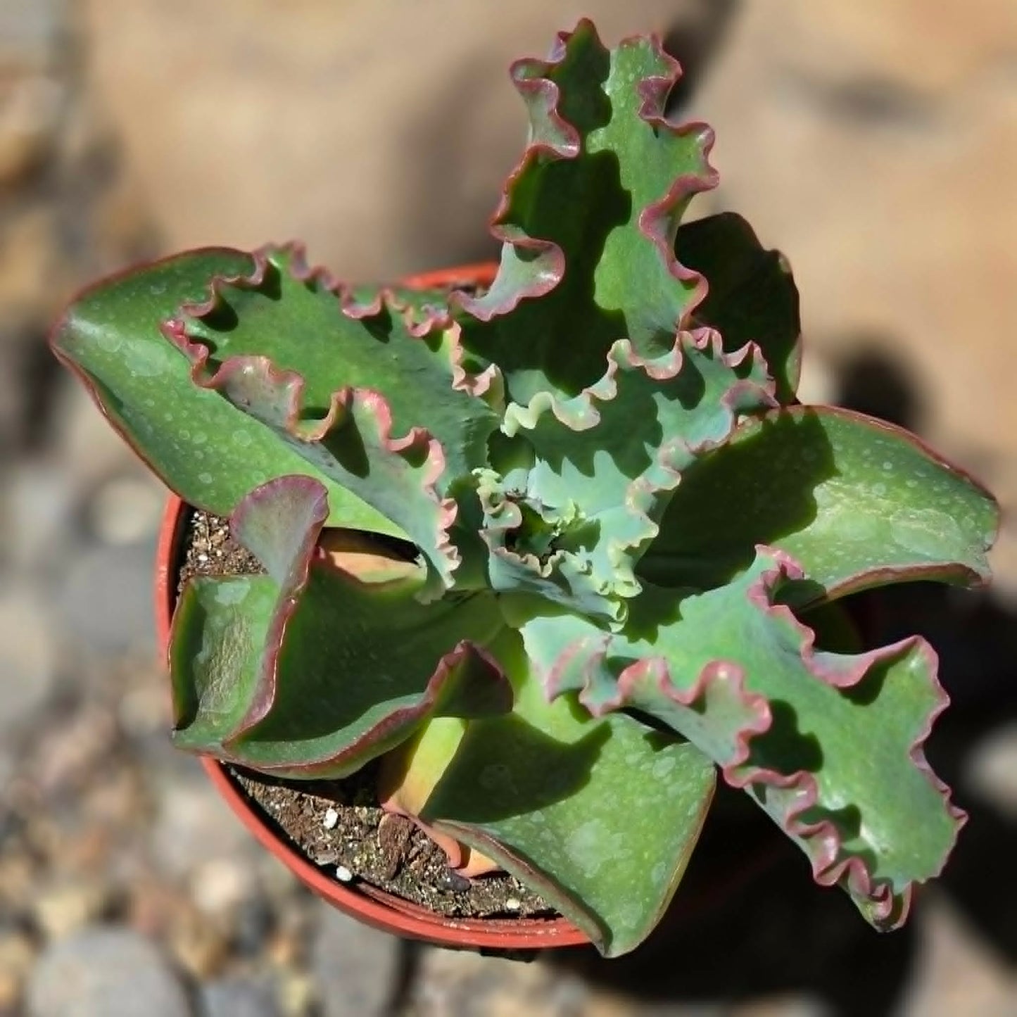 DesertScapeSucculent Succulent Echeveria 'Giant Ruffles'