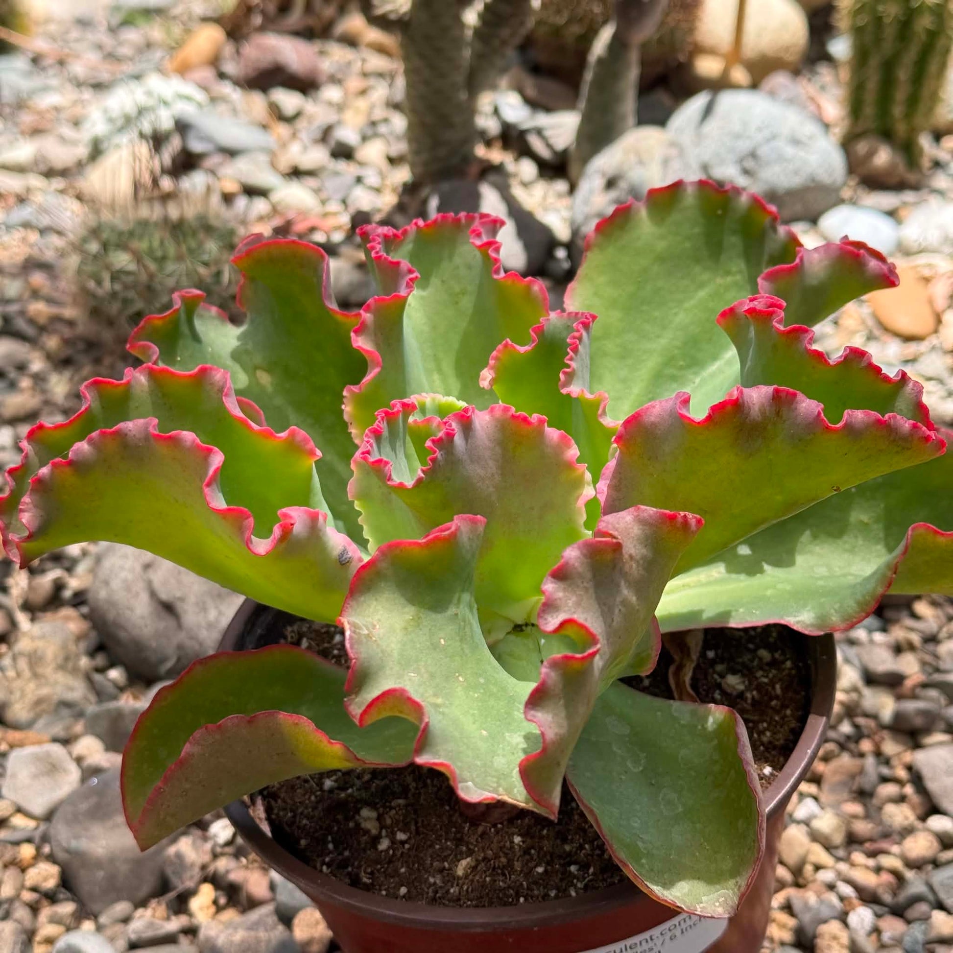 DesertScapeSucculent Succulent Echeveria 'Giant Ruffles'