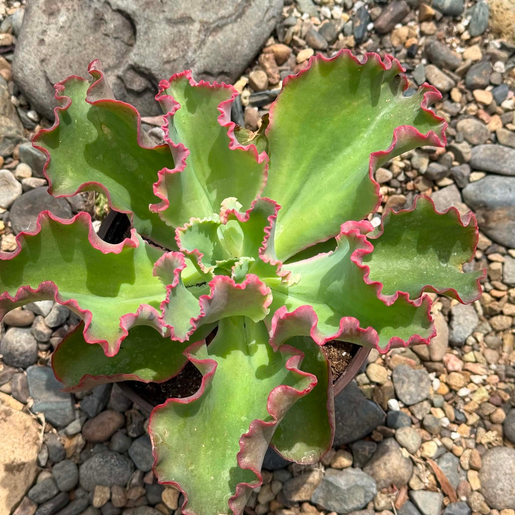 DesertScapeSucculent Succulent Echeveria 'Giant Ruffles'