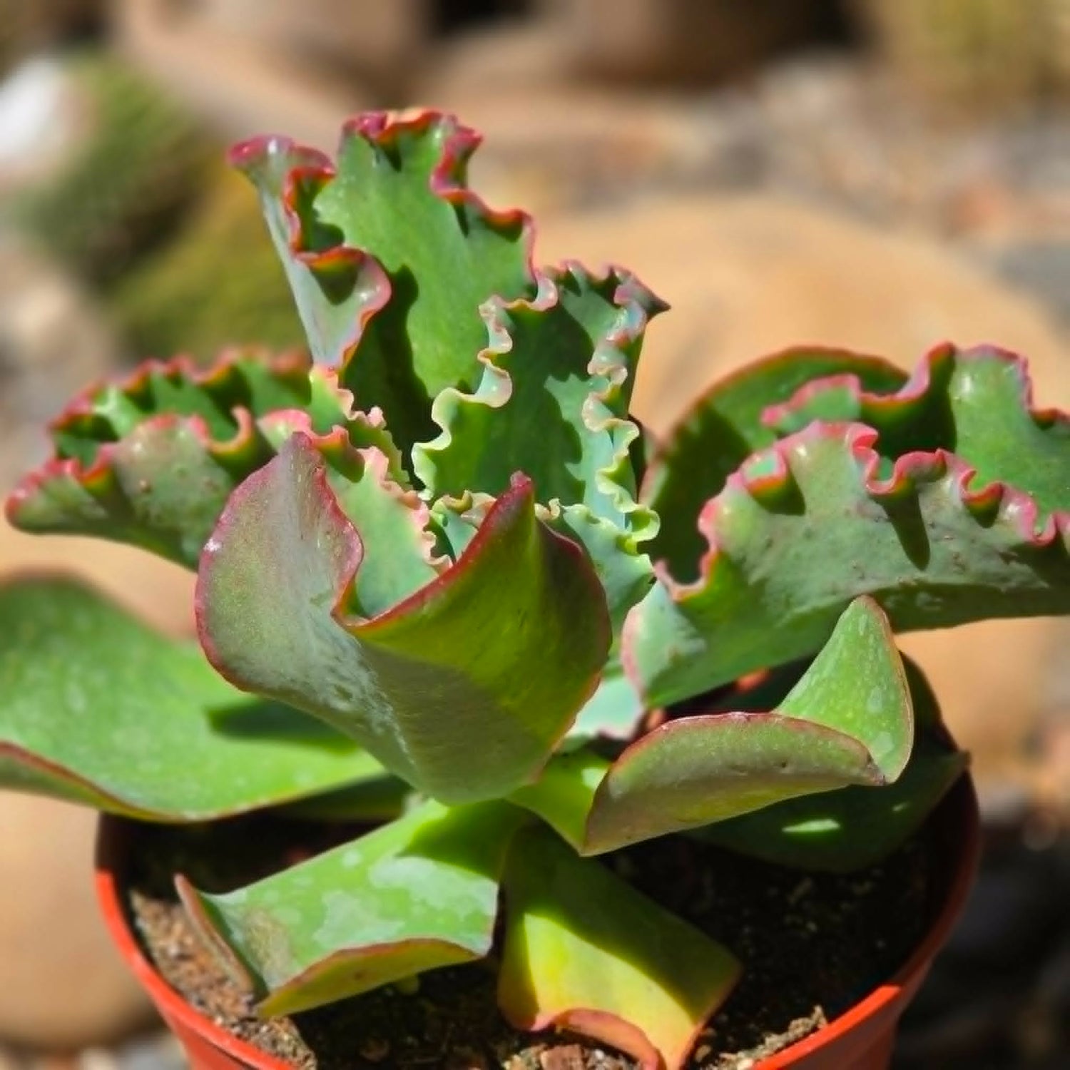 DesertScapeSucculent Succulent 4 Inch Echeveria 'Giant Ruffles'