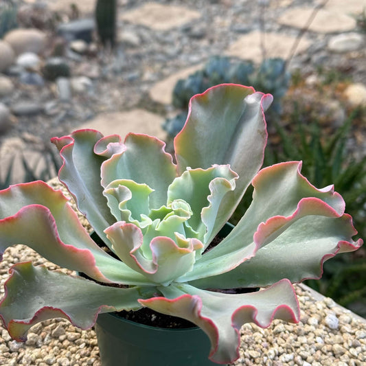 DesertScapeSucculent Succulent 4 Inch Echeveria 'Giant Ruffles'
