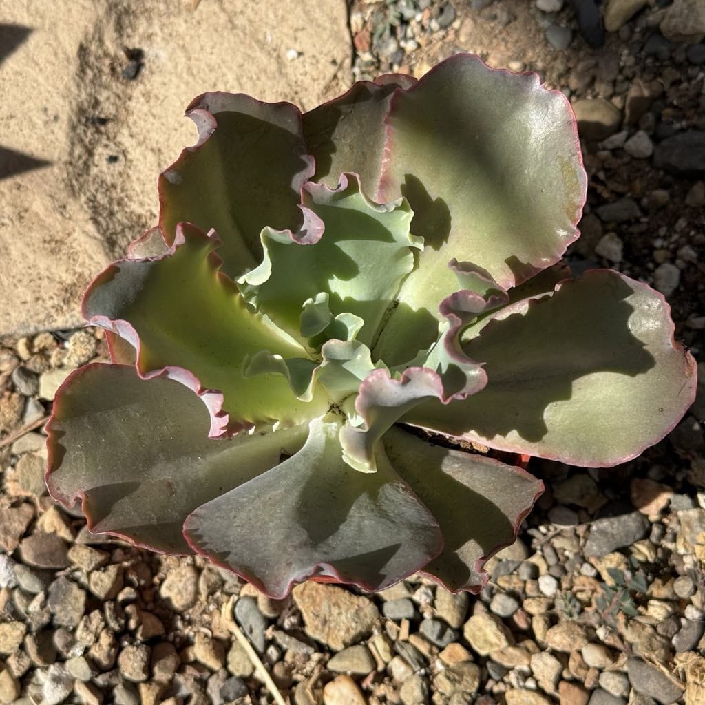 echeveria ruffled succulent Echeveria 'Giant Ruffles'