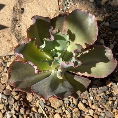 succulents with ruffles Echeveria 'Giant Ruffles' – DesertScapeSucculent