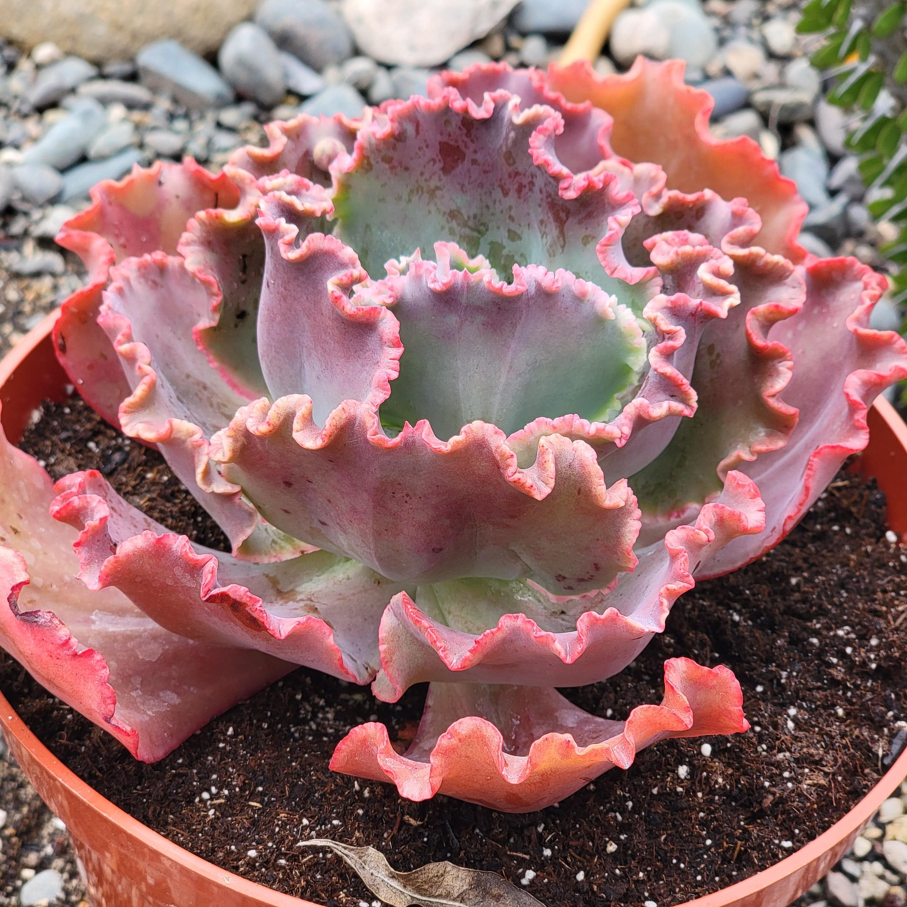 Echeveria 'Giant Ruffles' β DesertScapeSucculent