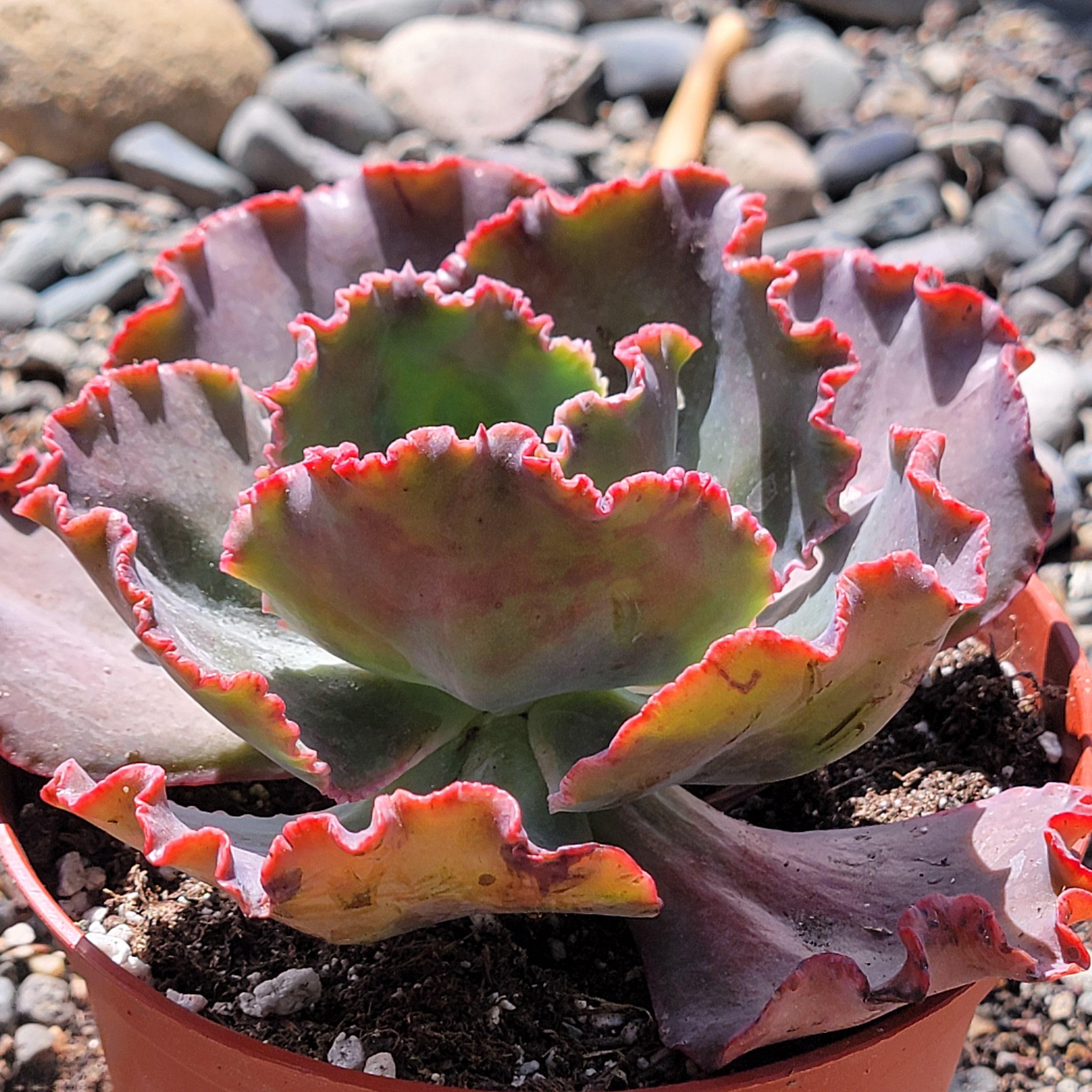 Echeveria 'Giant Ruffles' β DesertScapeSucculent