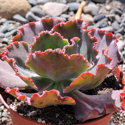 Echeveria 'Giant Ruffles'