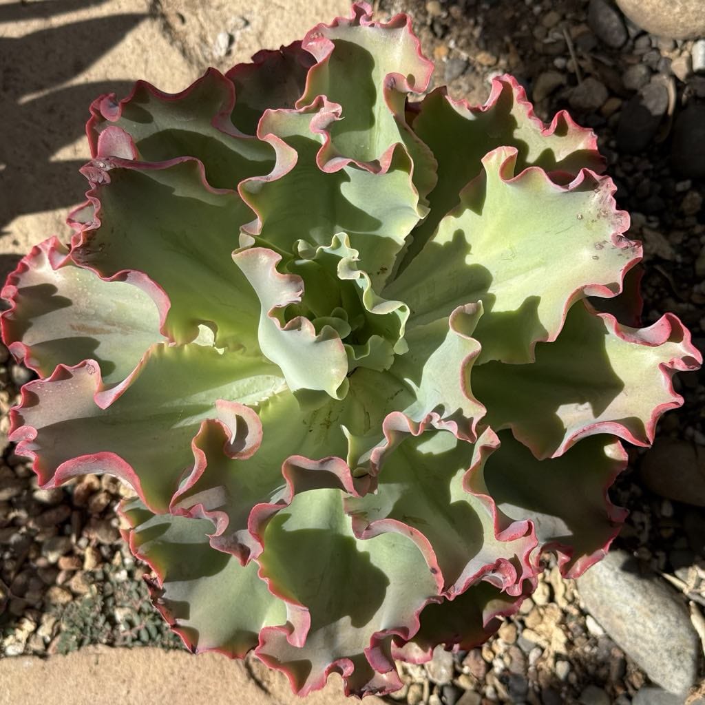 Echeveria 'Giant Ruffles' - 6 Inch Assorted - Succulent - DesertScapeSucculent