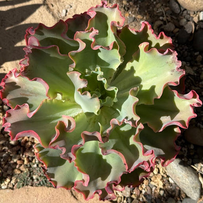 Echeveria 'Giant Ruffles' - 6 Inch Assorted - Succulent - DesertScapeSucculent