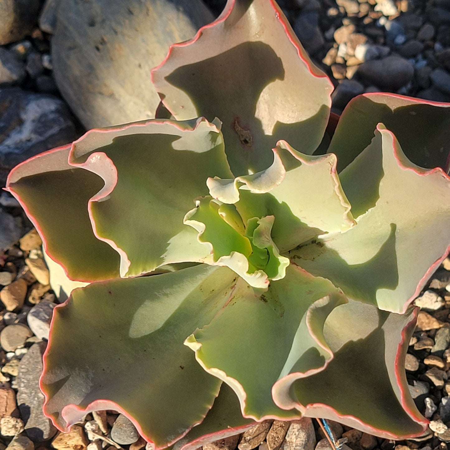 gibbiflora succulent Echeveria gibbiflora – DesertScapeSucculent