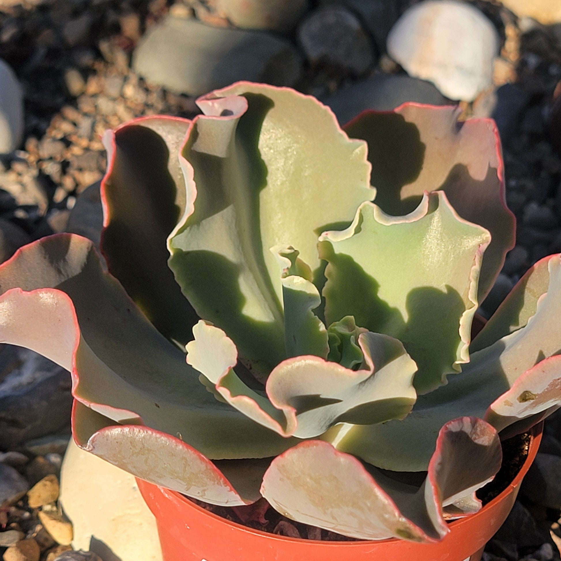 gibbiflora succulent Echeveria gibbiflora
