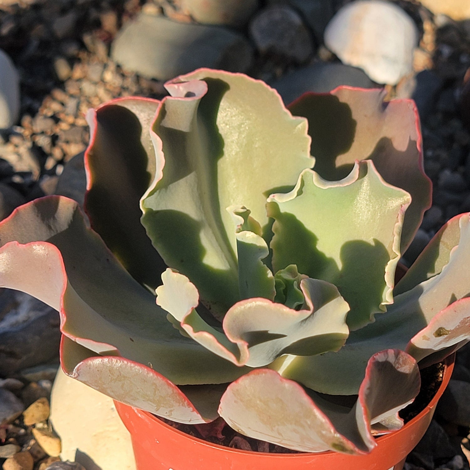 DesertScapeSucculent Succulent 4 Inch Assorted Echeveria gibbiflora