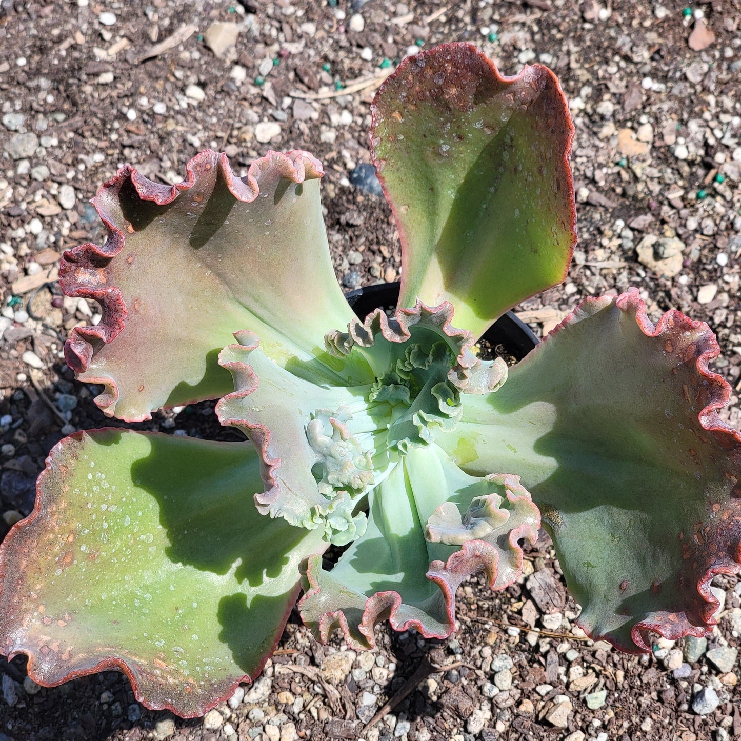 Echeveria gibbiflora híbrido