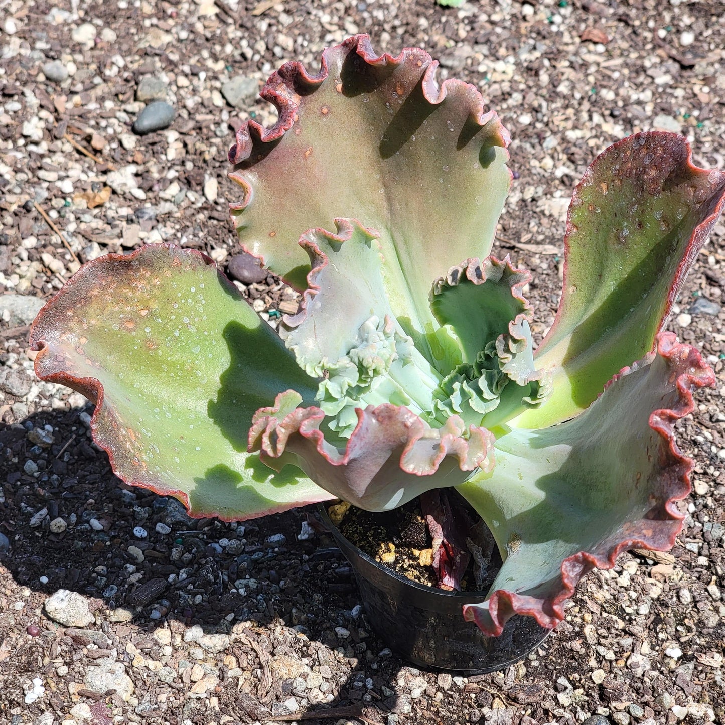 Echeveria gibbiflora hybride