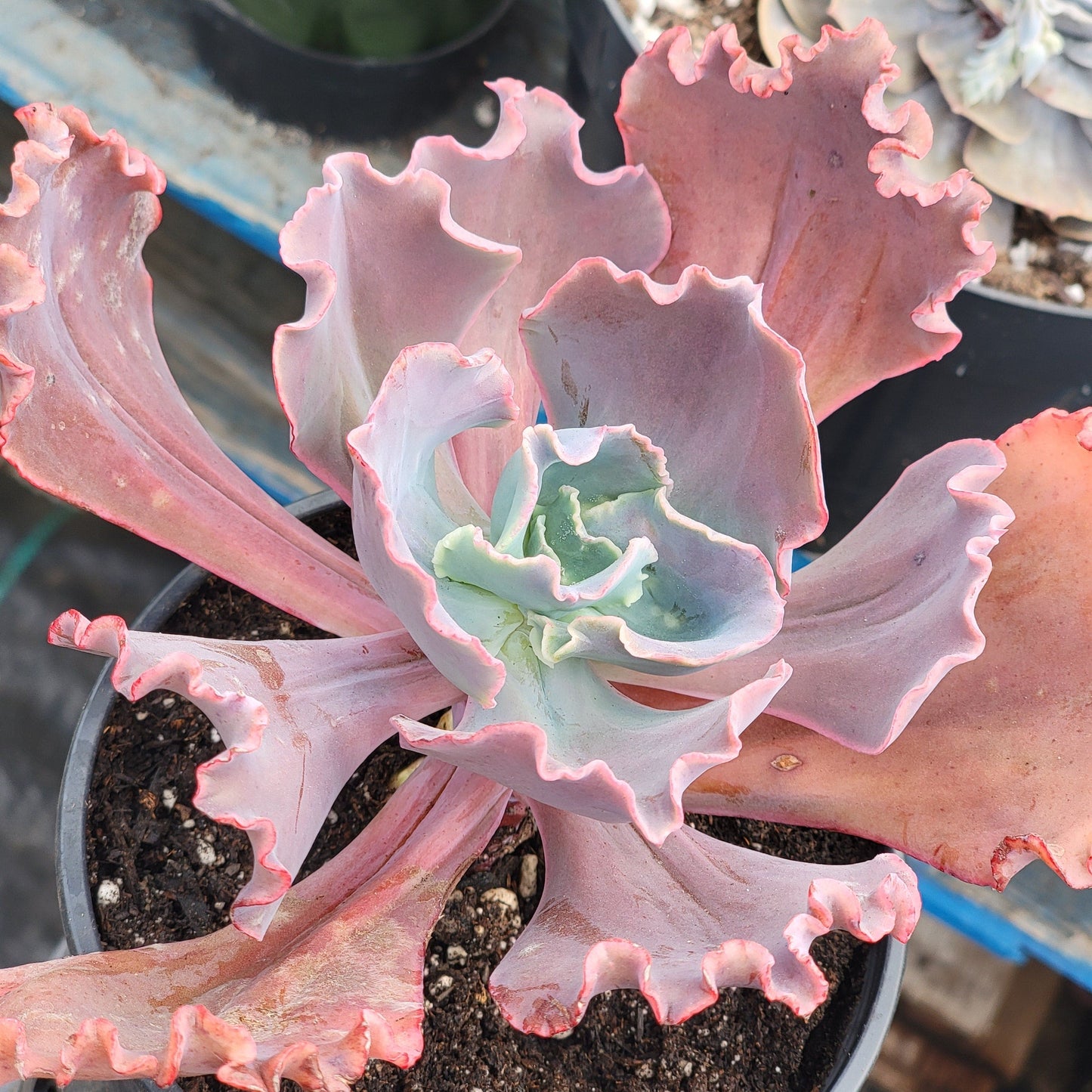 Echeveria gibbiflora híbrido