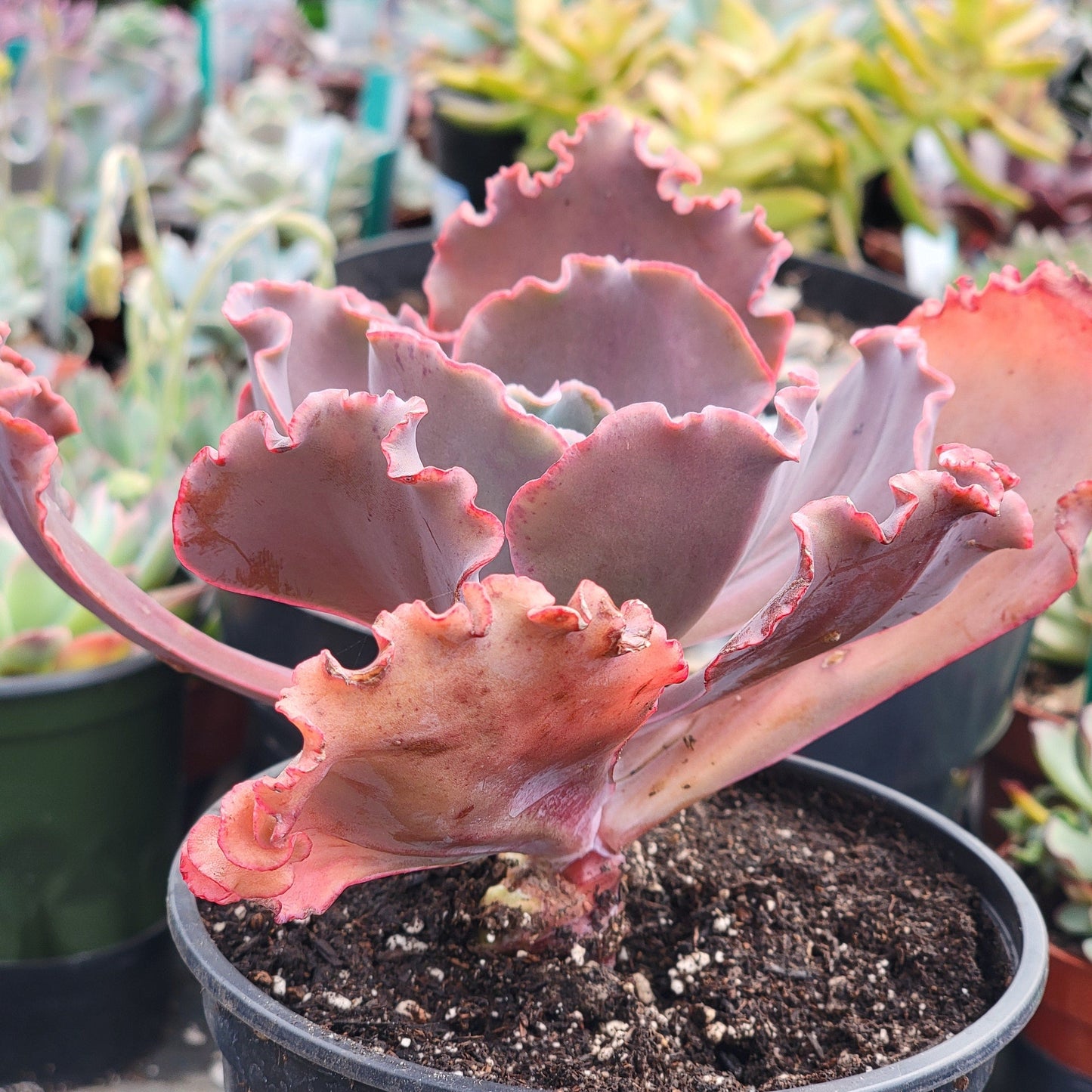 Echeveria gibbiflora hybrid