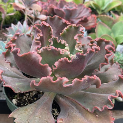 Echeveria gibbiflora hybrid