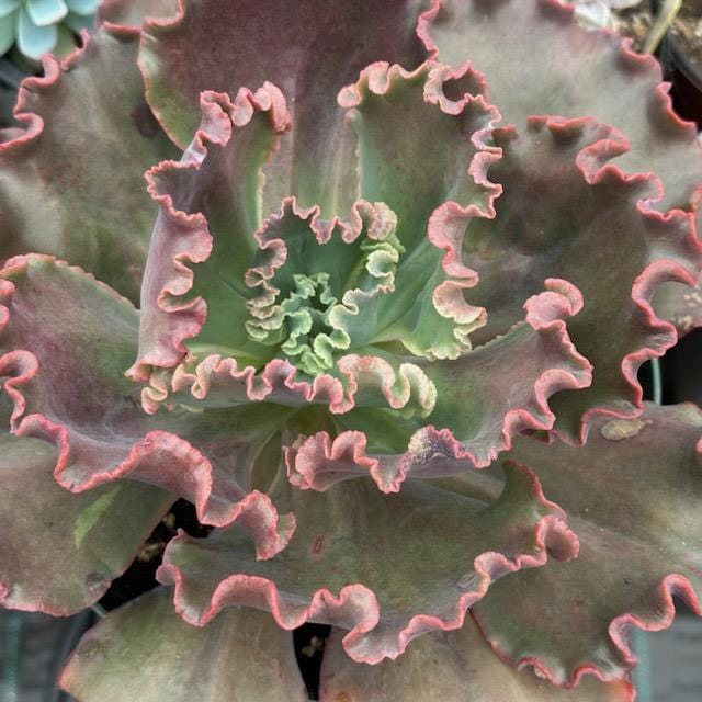 Echeveria gibbiflora hybrid