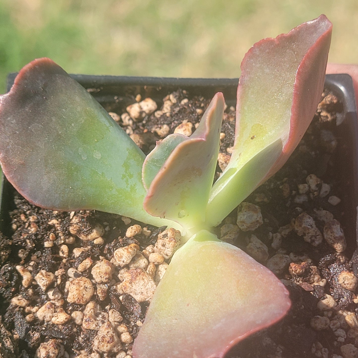 DesertScapeSucculent Succulent Single 4B Echeveria Gigantea