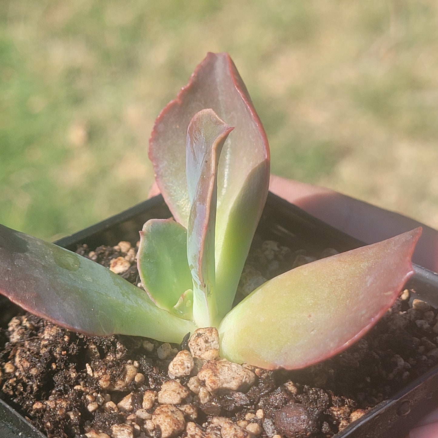 DesertScapeSucculent Succulent Echeveria Gigantea