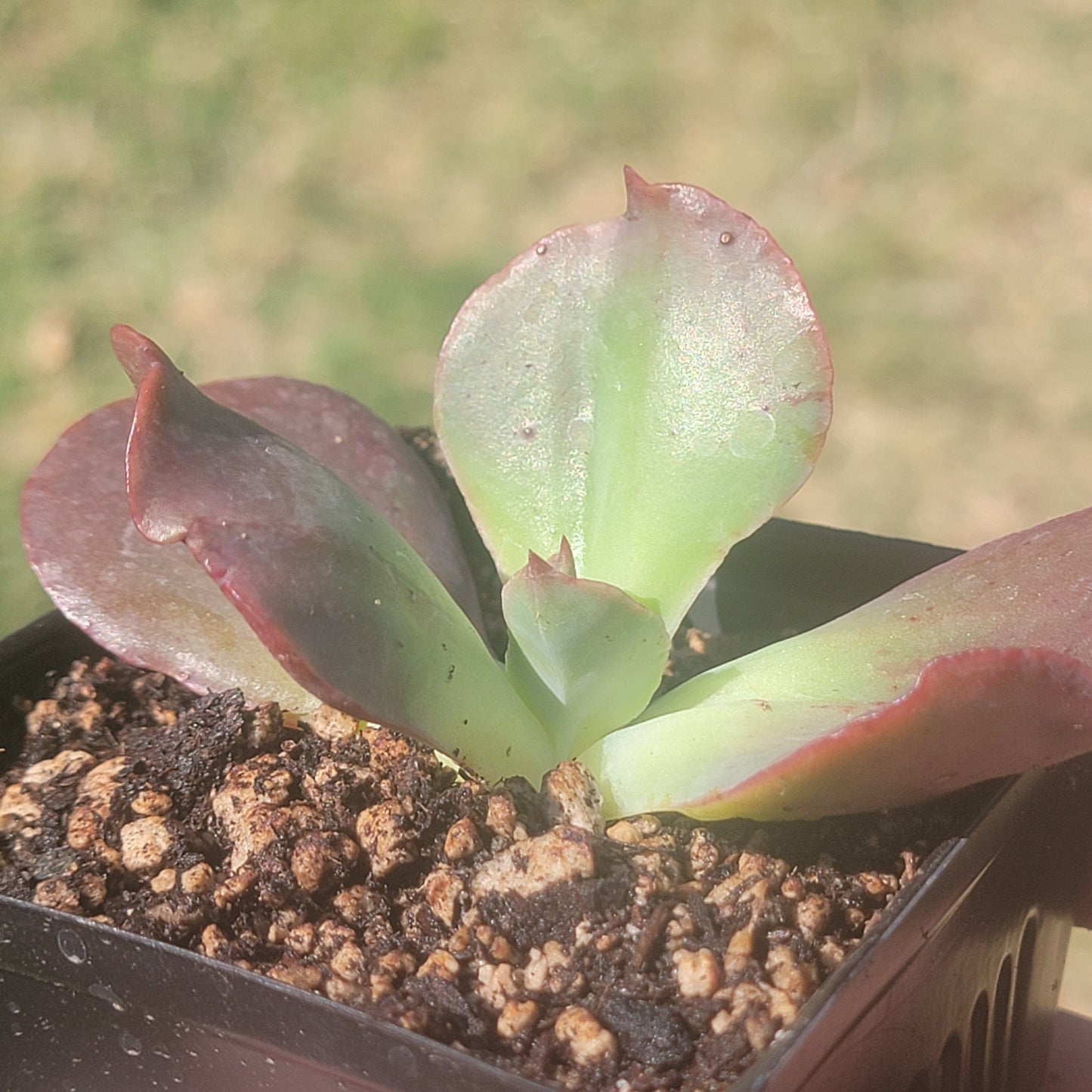 DesertScapeSucculent Succulent Echeveria Gigantea