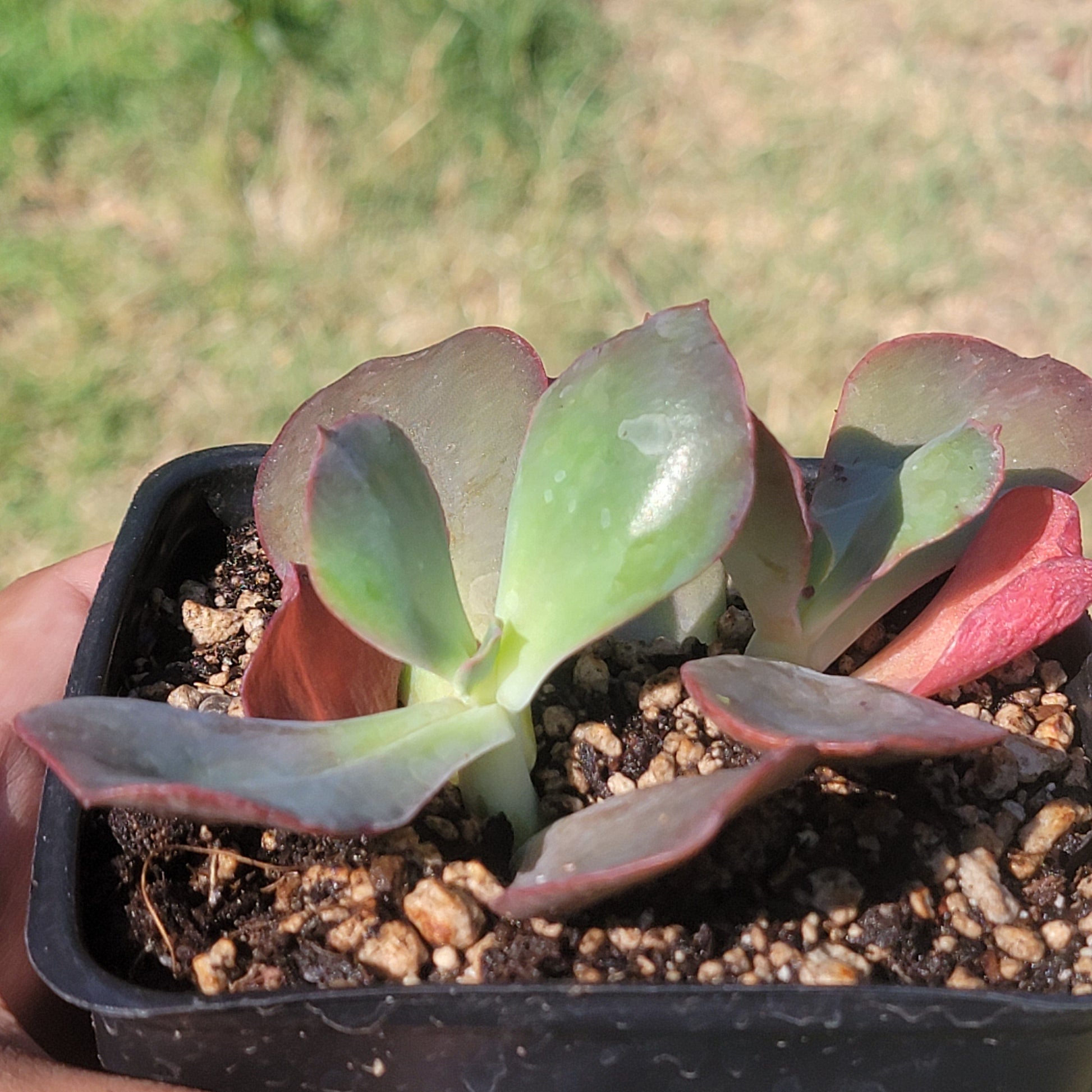 DesertScapeSucculent Succulent Echeveria Gigantea