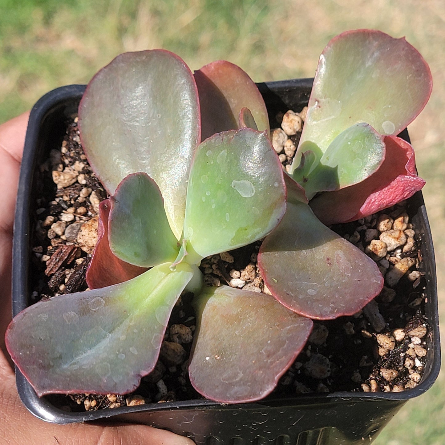 DesertScapeSucculent Succulent Double 4A Echeveria Gigantea