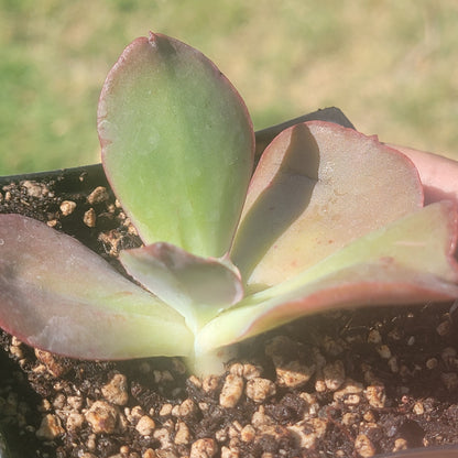 DesertScapeSucculent Succulent Single 4A Echeveria Gigantea