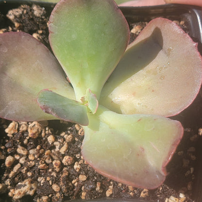 DesertScapeSucculent Succulent Echeveria Gigantea