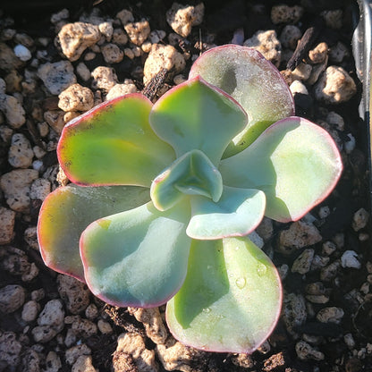 DesertScapeSucculent Succulent Echeveria Gigantea