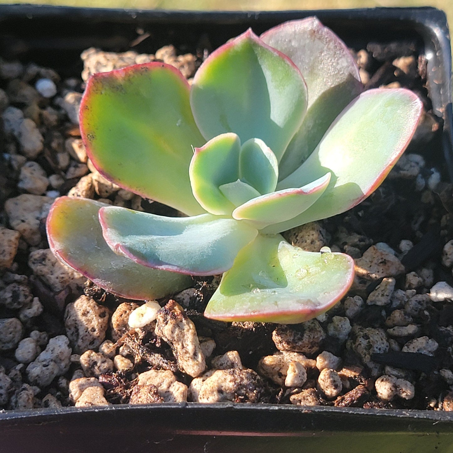 DesertScapeSucculent Succulent 3.5" Variegated Assorted Echeveria Gigantea