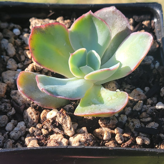 Echeveria Gigantea