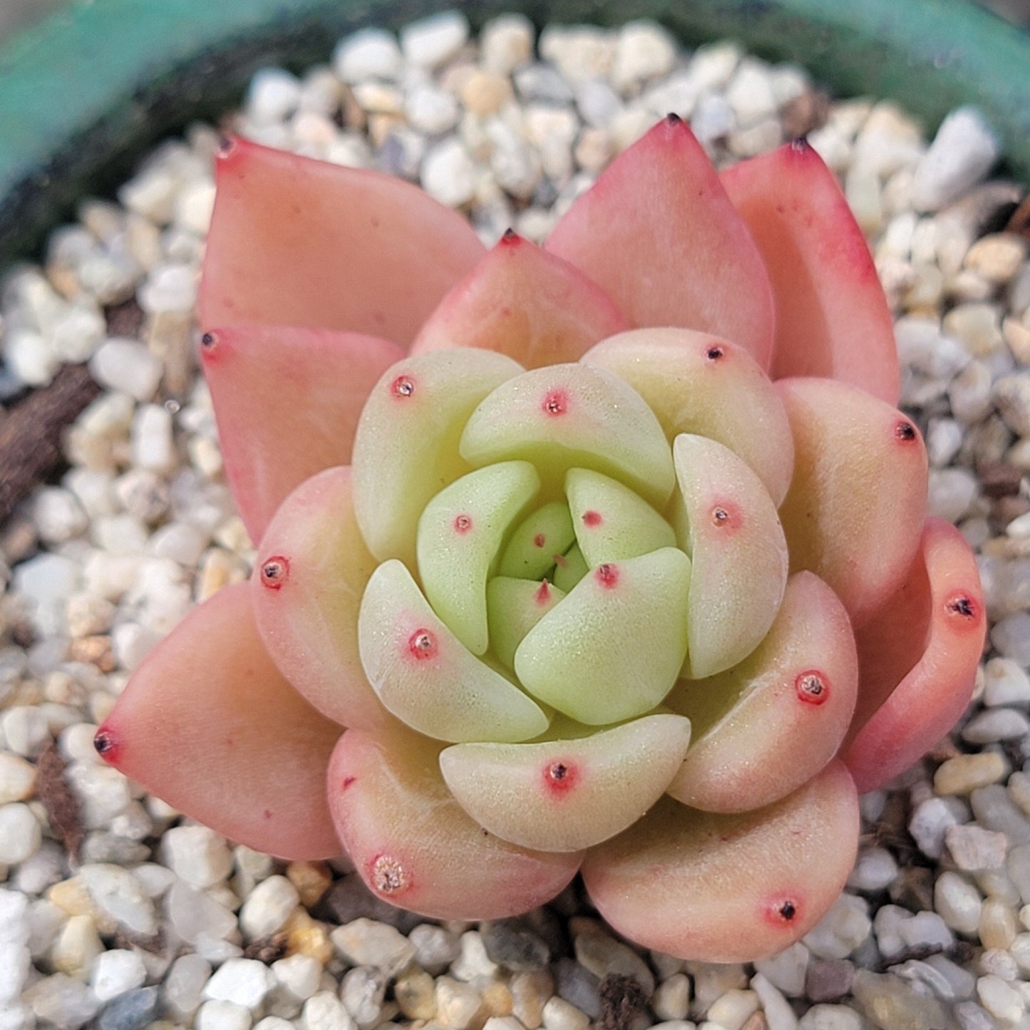 Echeveria 'Girba Rose'