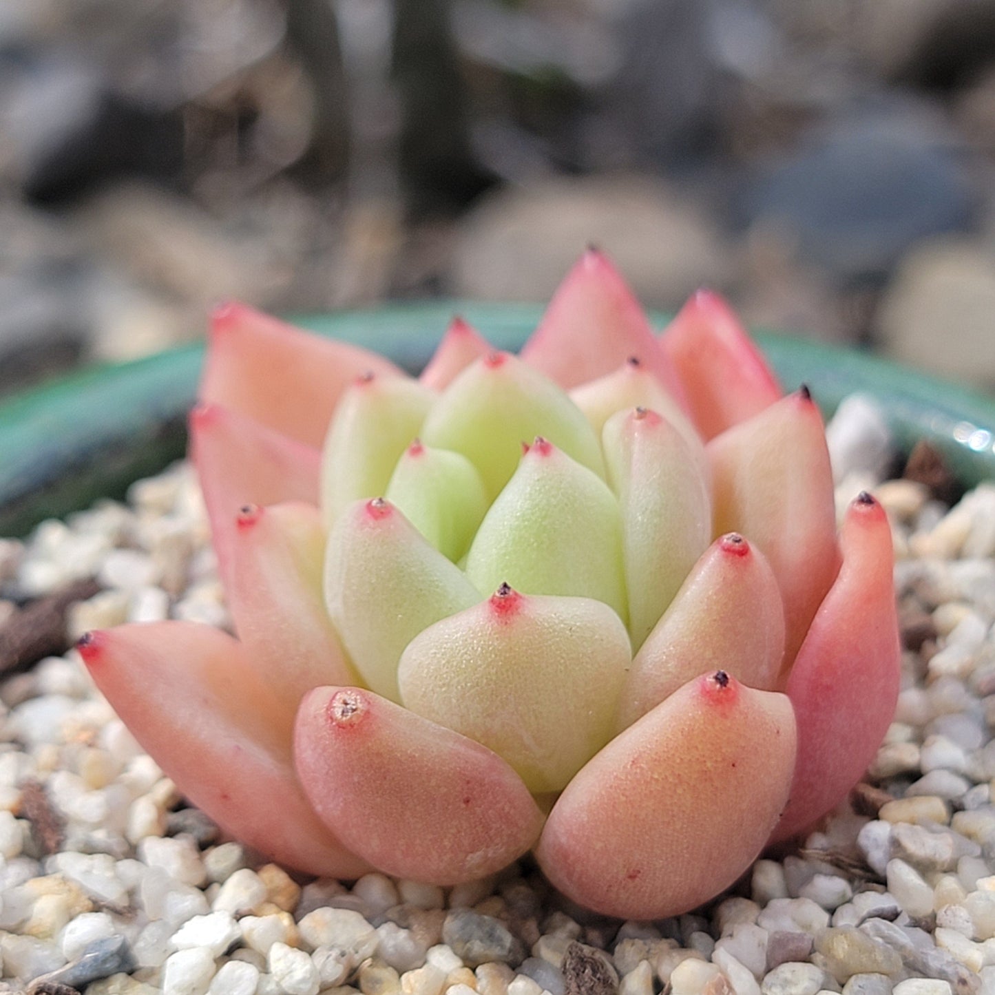 Echeveria 'Girba Rose'