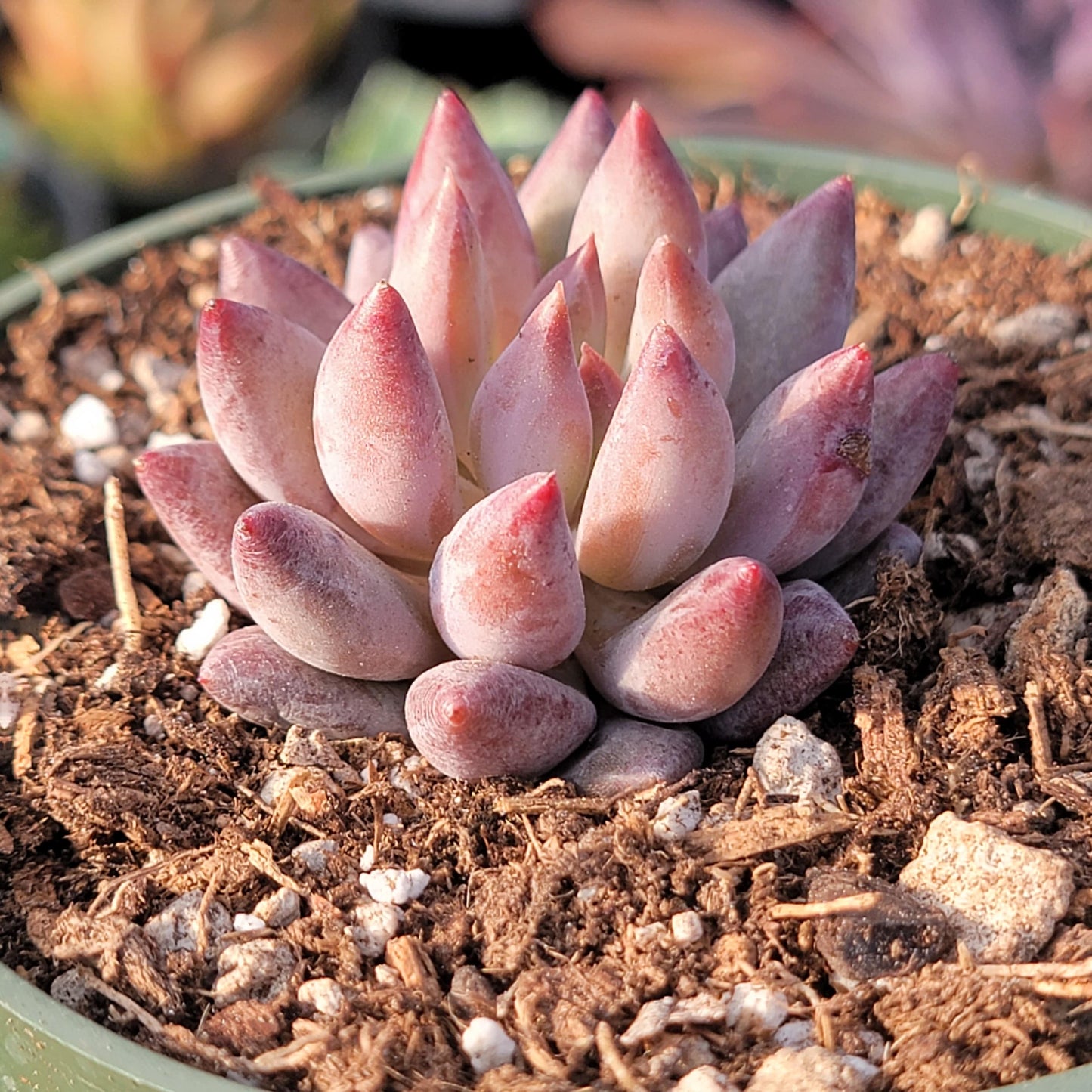 fish succulent plant Echeveria 'Golden Fish' – DesertScapeSucculent