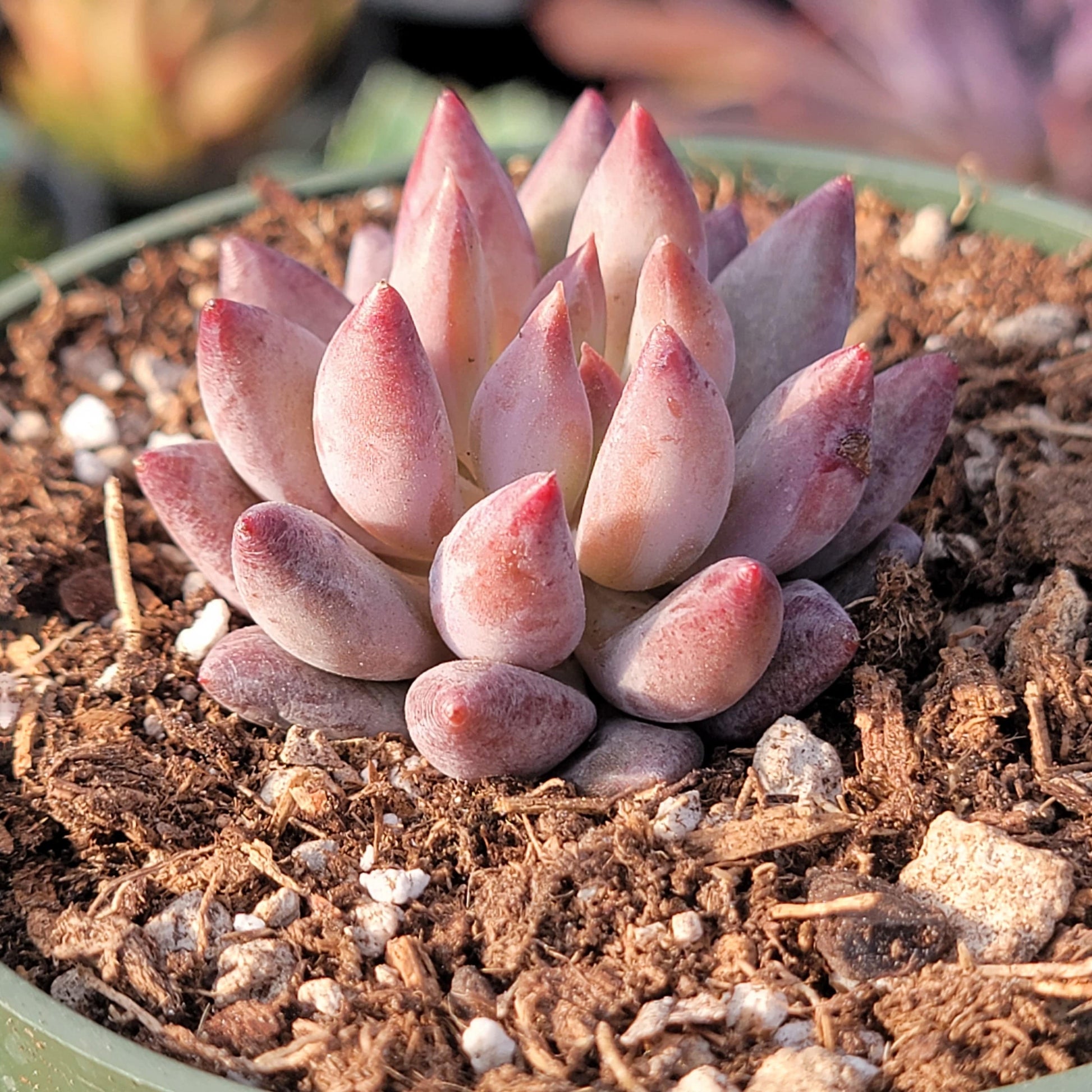 succulent fish Echeveria 'Golden Fish' – DesertScapeSucculent