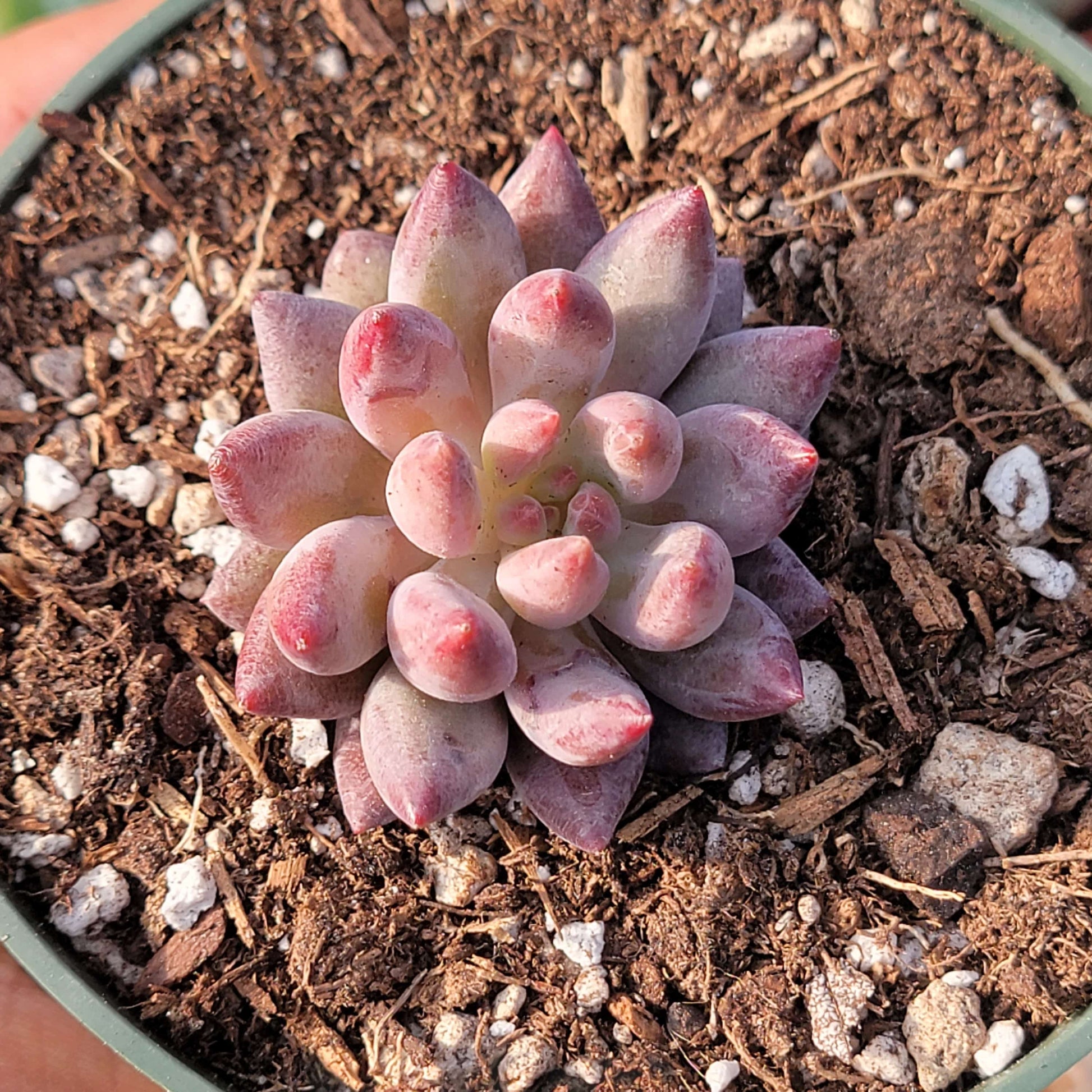 fish succulent plant Echeveria 'Golden Fish'