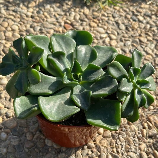 Echeveria 'Goochie'