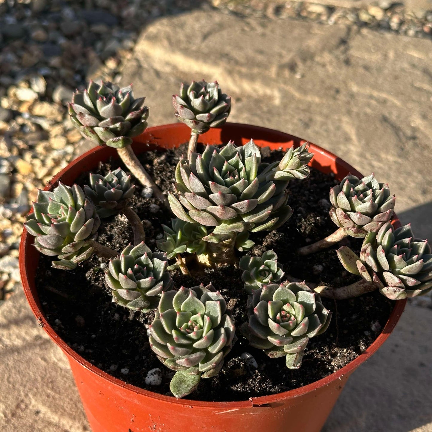 DesertScapeSucculent Succulent 6" Assorted Cluster Echeveria 'Green Gilva'