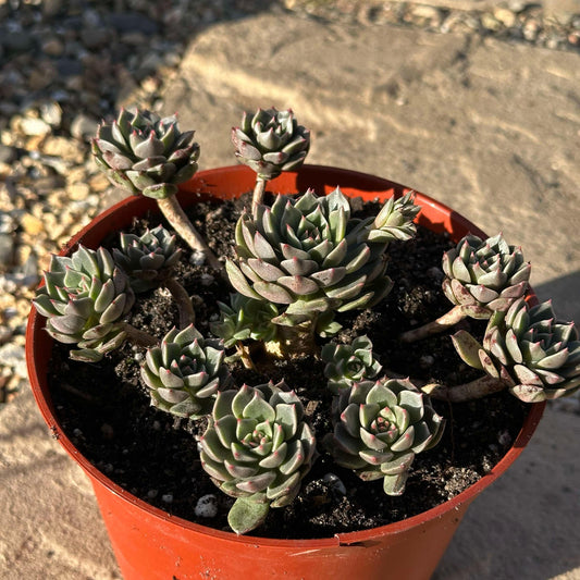 DesertScapeSucculent Succulent 6" Assorted Cluster Echeveria 'Green Gilva'