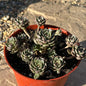 Echeveria 'Green Gilva' - 6 Inch Assorted Cluster - Succulent - DesertScapeSucculent