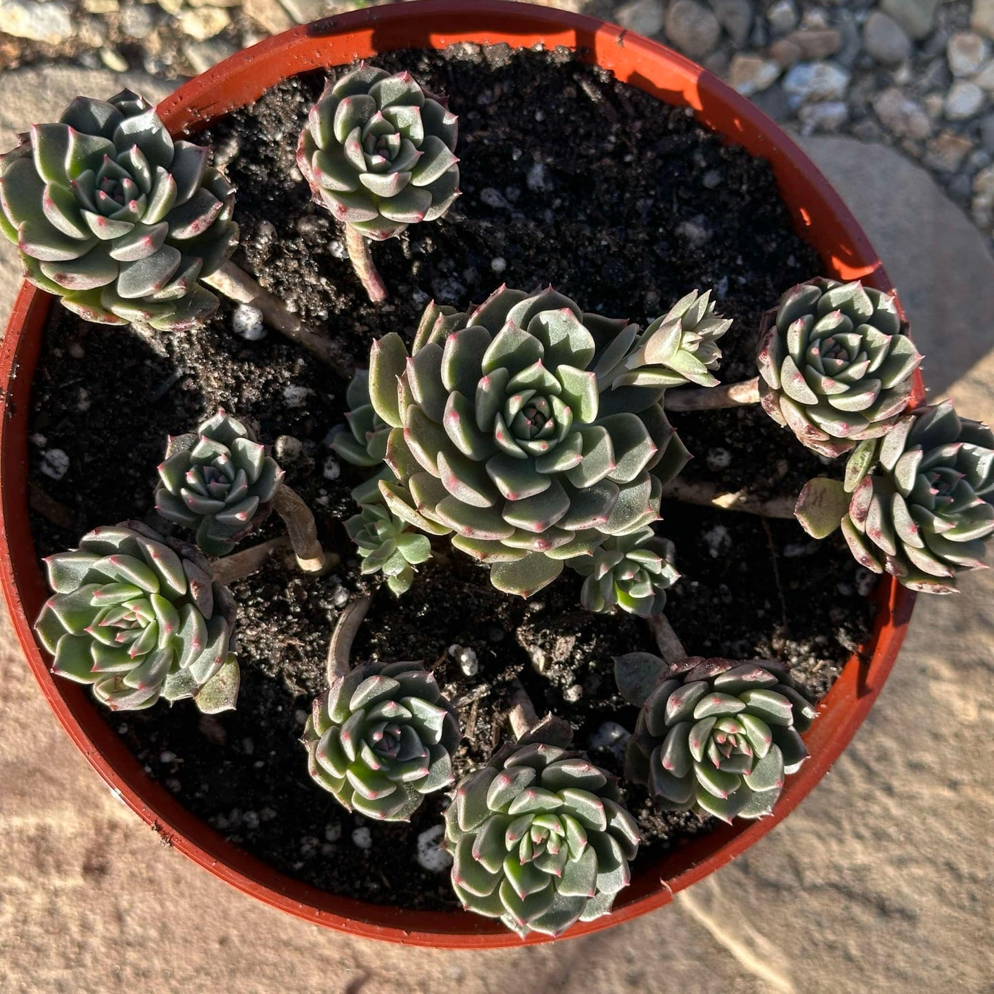 DesertScapeSucculent Succulent 6" Assorted Cluster Echeveria 'Green Gilva'