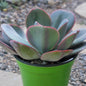 Echeveria 'Green Pacific' - 4 Inch Assorted - Succulent - DesertScapeSucculent