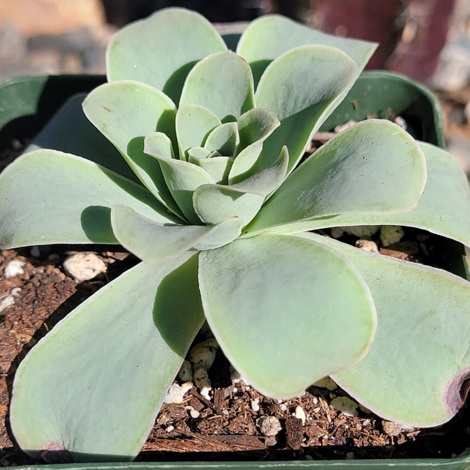 greenovia succulent plant Echeveria Greenovia 'Pink El Hierro' 'Pink Mountain Rose' – DesertScapeSucculent